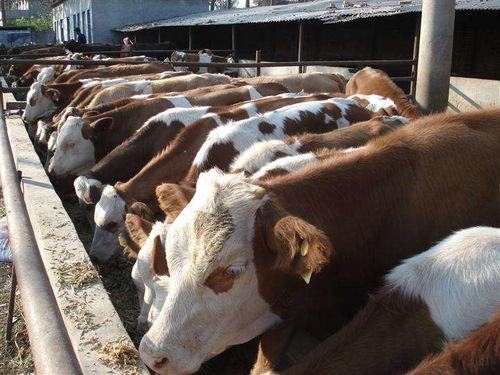 肉牛市场行情 活牛收购价多少钱一斤